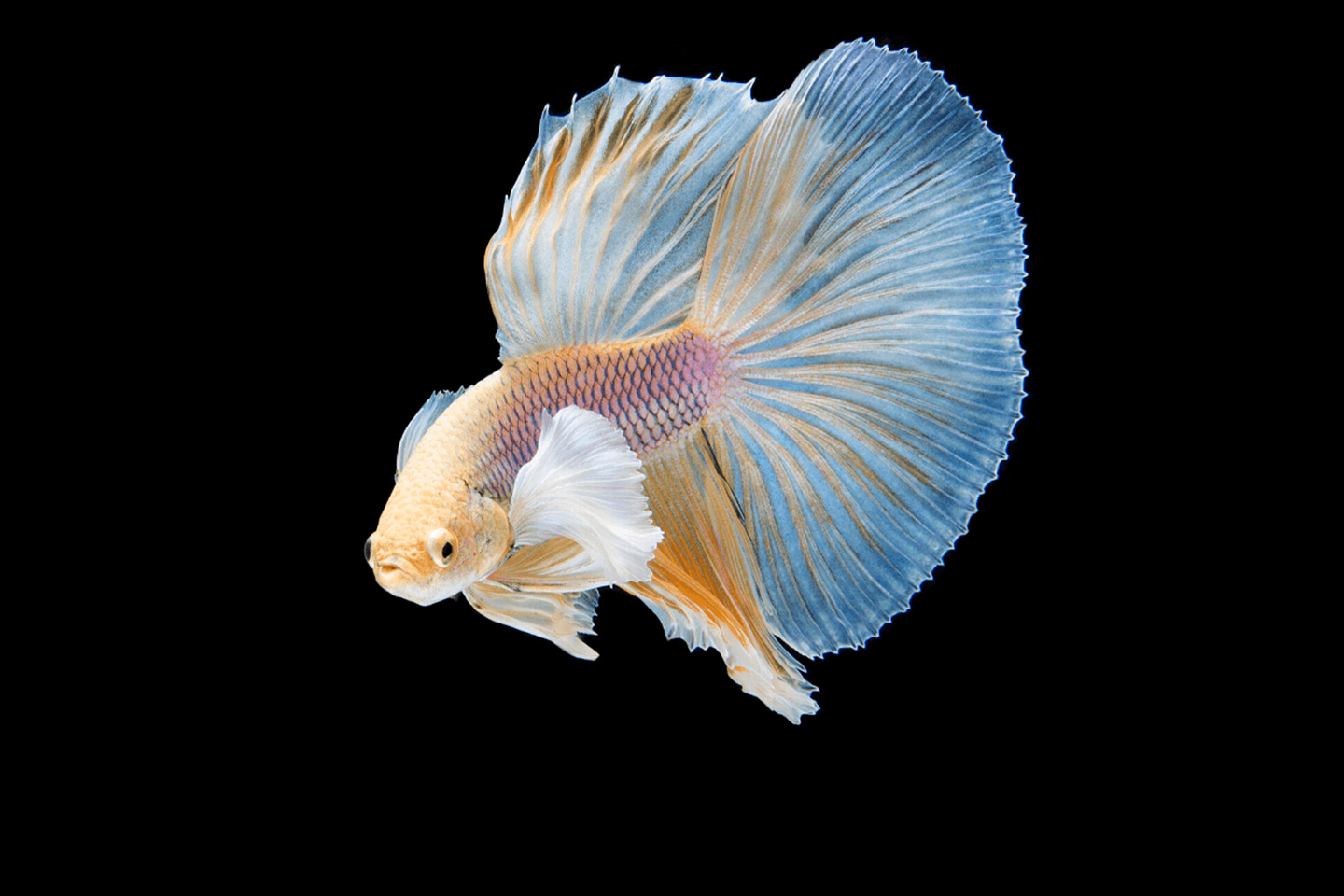 Blue Planet Ecosystems Sosv