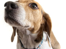 A close up of a beagle face